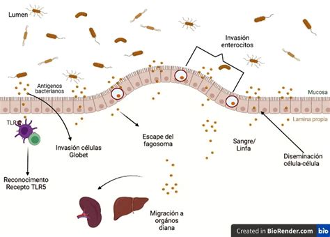 Esquema de las vías de contagio de la bacteria Listeria monocytogenes