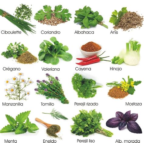 Imagen de diversas plantas medicinales y hierbas, algunas con una señal de precaución para la lactancia.