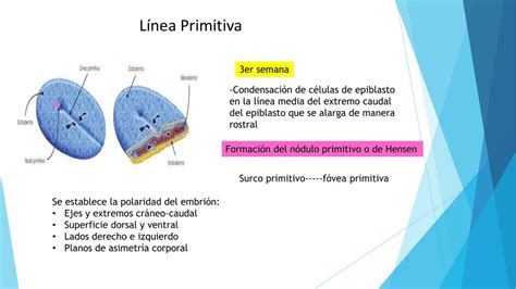 Diagrama de la formación de la línea primitiva y el nódulo primitivo