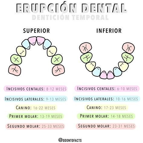 Esquema de la cronología de erupción de los dientes de leche en niños, indicando los tipos de dientes y las edades aproximadas de aparición.