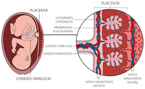 Diagrama mostrando el paso del alcohol a través de la placenta al feto