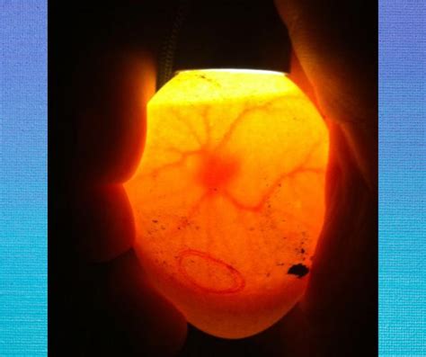 Ilustración del proceso de ovoscopia con una linterna