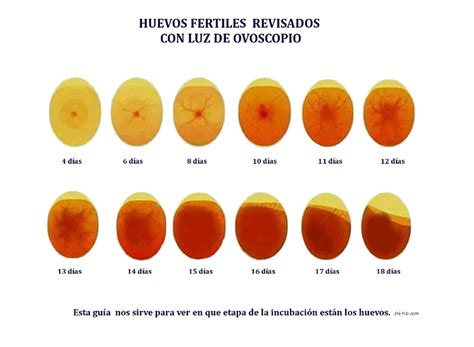 Infografía comparativa de la apariencia de huevos fértiles e infértiles con ovoscopia y rotos