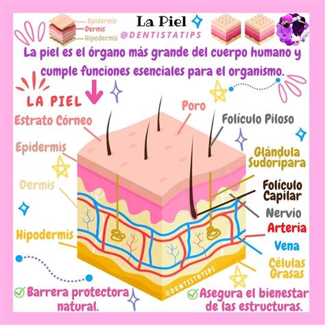 Esquema de las capas de la piel y el cabello para ilustrar la absorción de productos