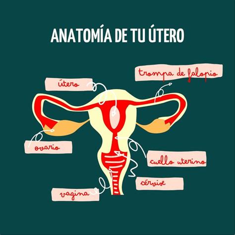 Esquema anatómico del útero destacando la localización del cuerno uterino.