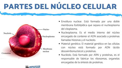 Esquema biológico que muestra la estructura normal del núcleo celular frente a la alteración producida por la proteína progerina en pacientes con progeria.