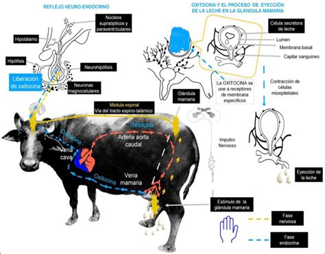 Diagrama que ilustra el reflejo de eyección de leche en el pecho