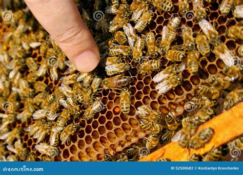 Abeja reina rodeada de abejas obreras dentro de una colmena