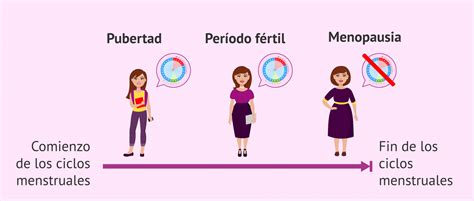 mapa conceptual de las etapas de la fertilidad femenina desde la menarca hasta la menopausia