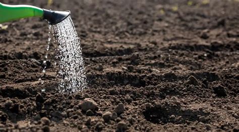Infografía comparativa de métodos de aplicación de fertilizantes líquidos (riego por goteo, pulverización foliar, aplicación directa al suelo)