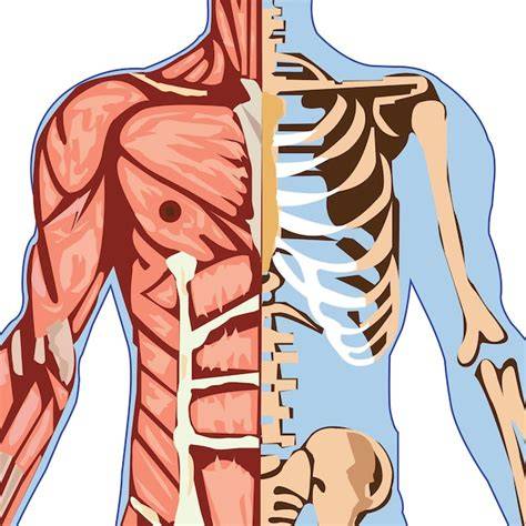 Mujer embarazada arrodillada con la parte superior del cuerpo apoyada en fitball, relajando la zona lumbar.