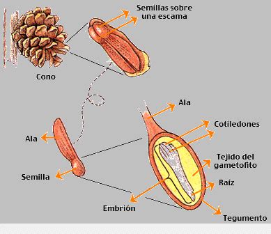 Diagrama de un cono femenino de gimnosperma, mostrando el eje central, las brácteas, las escamas (macroesporófilos) y los macroesporangios.