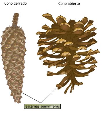 Ilustración comparativa de un cono masculino y un cono femenino de pino.