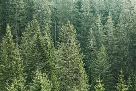 Fotografía de un bosque de coníferas, como pinos o abetos.