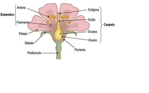 Ilustración detallada de la estructura de una flor típica de angiosperma, señalando pétalos, sépalos, estambres y pistilo.