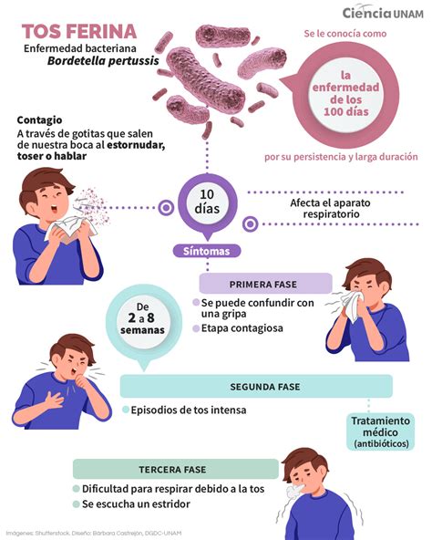 Gráfico o infografía sobre la situación epidemiológica de la tos ferina, mostrando picos de incidencia en diferentes grupos de edad y a lo largo del tiempo.