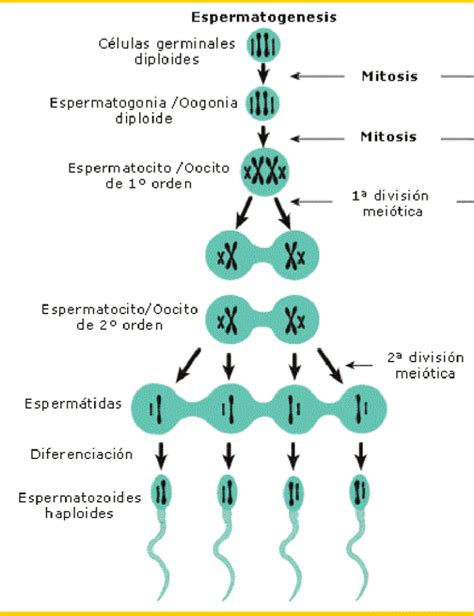 Esquema de la espermatogénesis en esponjas, mostrando la transformación de coanocitos en espermatozoides.