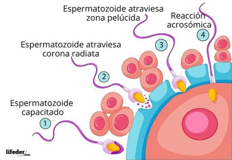Representación esquemática del proceso de fecundación interna en esponjas, donde el espermatozoide es fagocitado por un coanocito y transportado al óvulo.