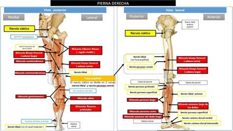 Esquema anatómico del nervio ciático y su recorrido desde la columna lumbar hasta el pie