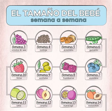 infografía con el tamaño del feto a las 15 semanas (comparado con una manzana grande)