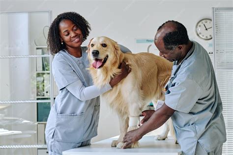 veterinario examinando una perra durante el parto