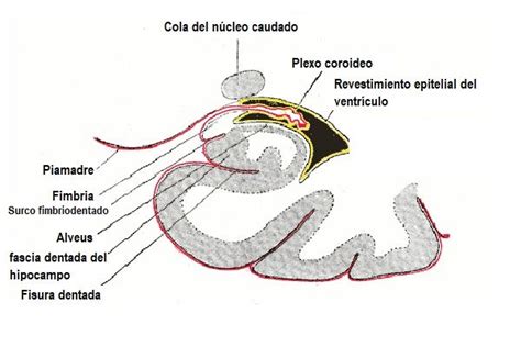 Diagrama de la anatomía cerebral fetal con plexos coroideos resaltados