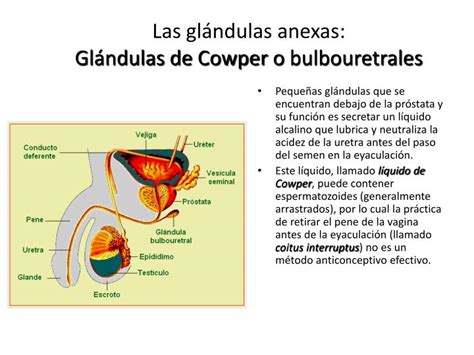 Ilustración de las glándulas de Cowper y el sistema reproductor masculino