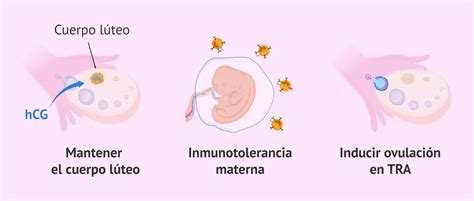 infografía detallando la función de la hormona hCG en el embarazo temprano