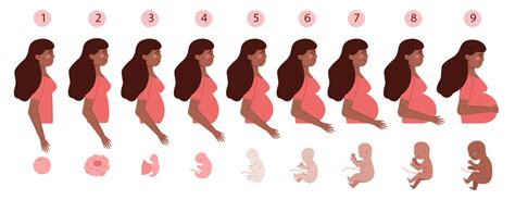 Gráfico comparativo del tamaño del útero antes del embarazo, durante y después del posparto.