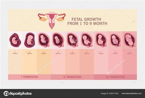 Esquema anatómico mostrando el crecimiento uterino y la presión sobre los órganos abdominales en el tercer trimestre.