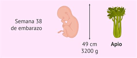 Bebé en el útero en la semana 38 de embarazo
