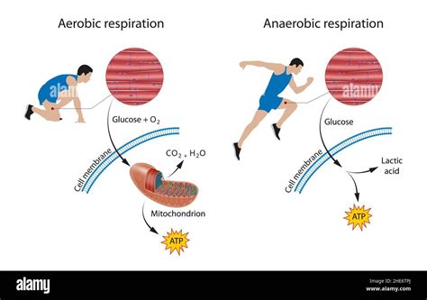 Diagrama de las vías metabólicas aeróbicas y anaeróbicas