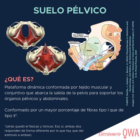 Esquema anatómico del suelo pélvico femenino durante el embarazo