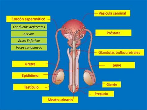 Esquema del aparato reproductor masculino mostrando la ubicación de la próstata, vesículas seminales y testículos