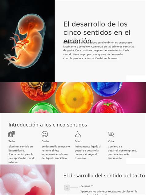 Esquema del desarrollo de los sentidos en el feto: visión, tacto y audición por semanas de gestación