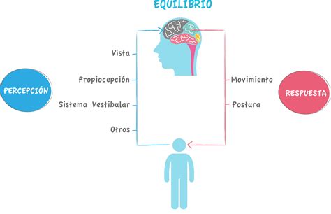 Esquema de los sistemas que intervienen en el equilibrio (oído interno, vista, sistema musculoesquelético)