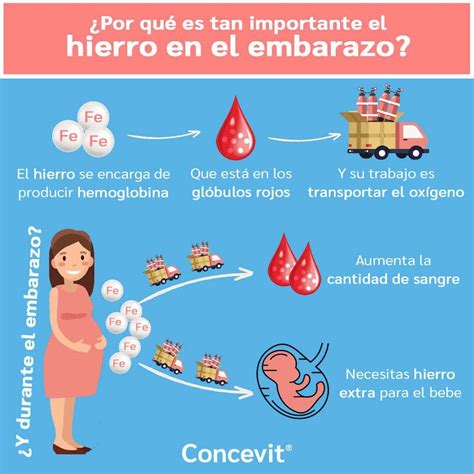Infografía que muestra los requerimientos diarios de hierro durante el embarazo por trimestre.