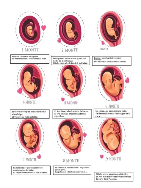 Esquema ilustrativo del desarrollo de la actividad fetal a lo largo de los tres trimestres del embarazo.