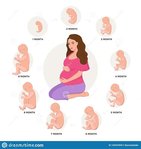 Ilustración esquemática del útero y el ciclo de embarazo para explicar el aborto con medicamentos.
