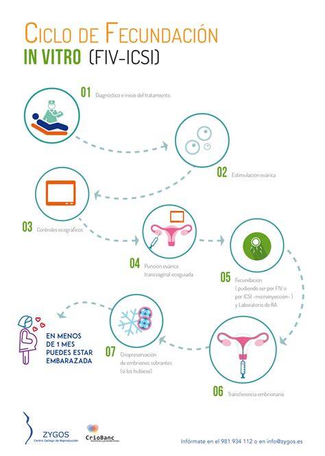 Infografía comparativa que muestra los pasos del proceso de fertilidad: diagnóstico, estimulación, fecundación in vitro e inseminación.