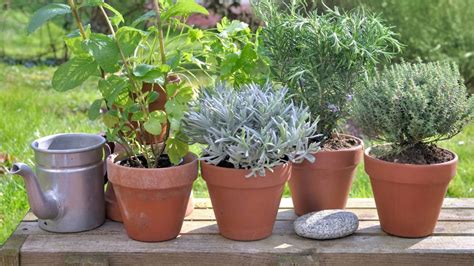 esquema de un jardín con plantas aromáticas y recipientes con café para repeler insectos