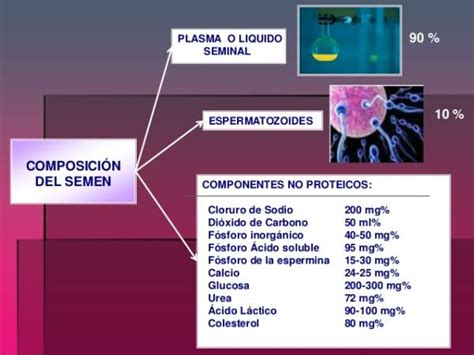 Esquema de la composición del semen: espermatozoides, líquido seminal de vesículas seminales y próstata