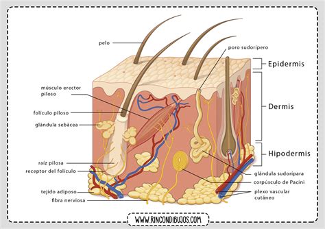 Esquema ilustrativo de la estructura de la piel mostrando la rotura de las fibras de colágeno y elastina que da lugar a la estría.
