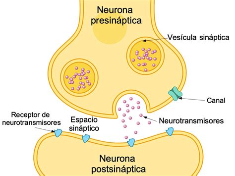 Diagrama de la formación de sinapsis neuronales en el cerebro fetal