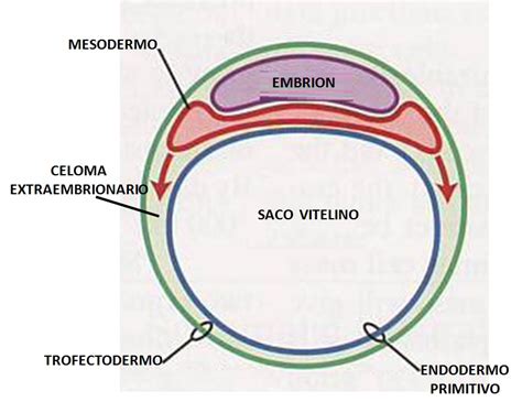 Diagrama de las estructuras embrionarias tempranas: embrión, saco amniótico, saco vitelino y trofoblasto