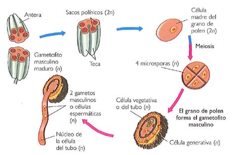 Esquema que muestra el traslado de granos de polen desde la antera hasta el estigma de la flor.