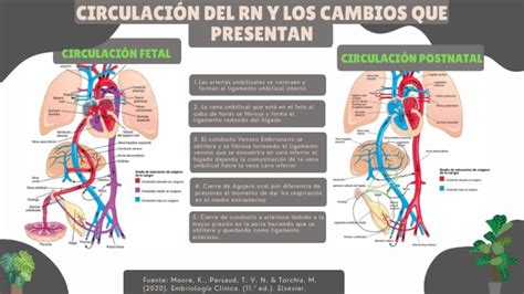 Esquema comparativo de la circulación fetal y postnatal