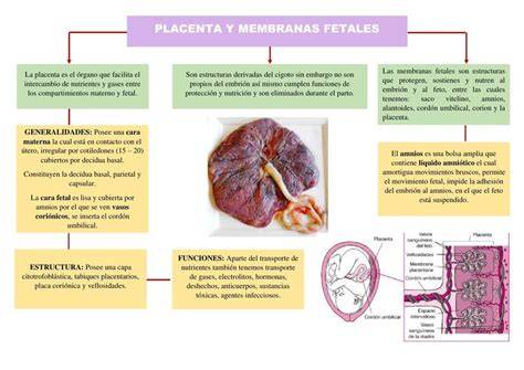 Diagrama de las funciones principales de la placenta