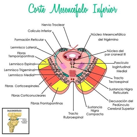 Diagrama de los colículos de His formándose en el embrión