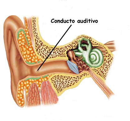 Esquema del desarrollo del conducto auditivo externo y la membrana timpánica